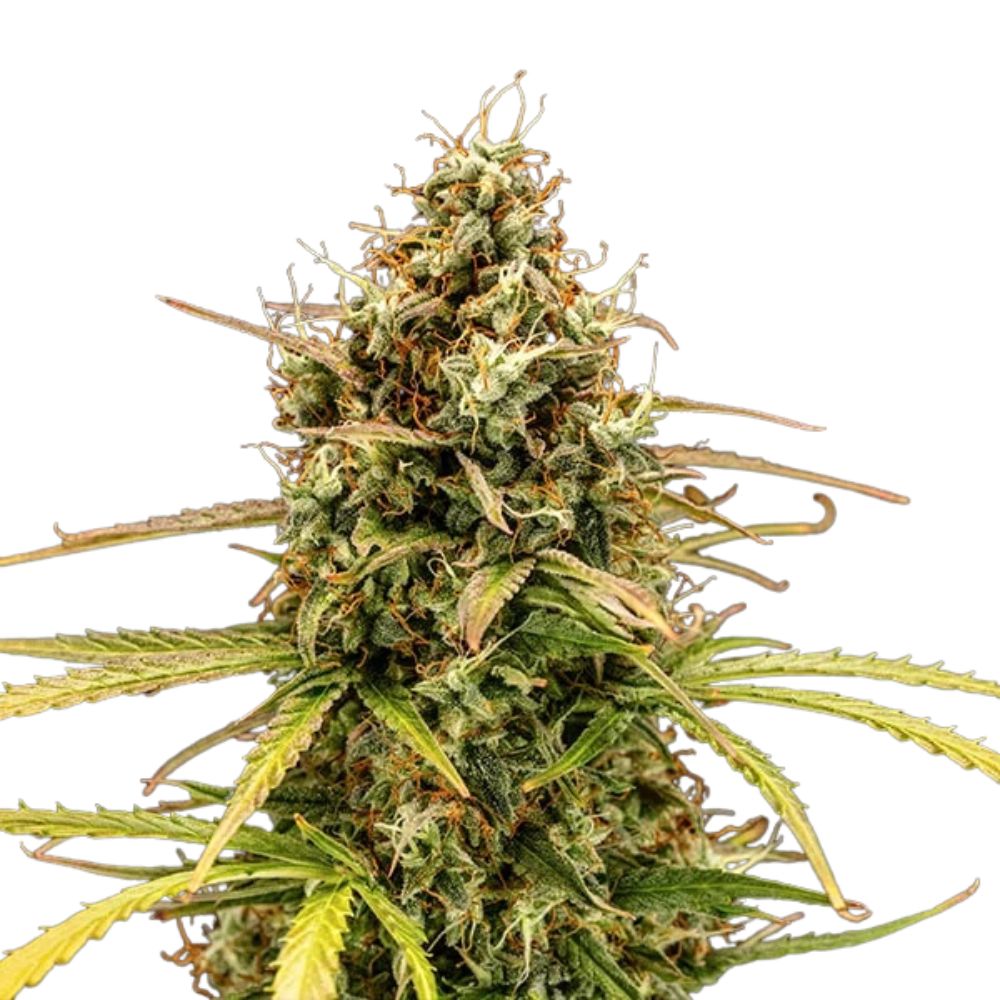 Royal Queen Seeds Milky Way F1 Auto (1 Samen)