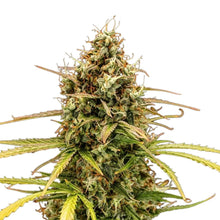 Royal Queen Seeds Milky Way F1 Auto (1 Samen)
