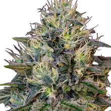 Royal Queen Seeds Samen Cookies Gelato feminisiert (3 Samen)