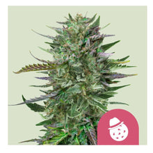 Royal Queen Seeds Samen Do-si-dos feminisiert (3 Samen)