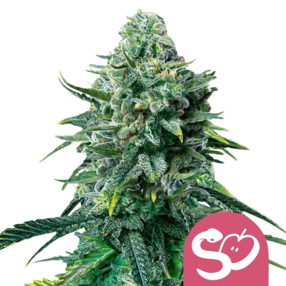 Royal Queen Seeds Samen Forbidden Fruit feminisiert (1 Samen)