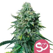 Royal Queen Seeds Samen Forbidden Fruit feminisiert (1 Samen)