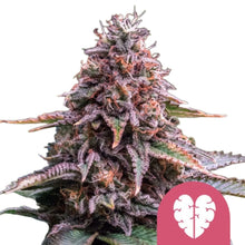 Royal Queen Seeds Samen Pink Mist feminisiert (1 Samen)