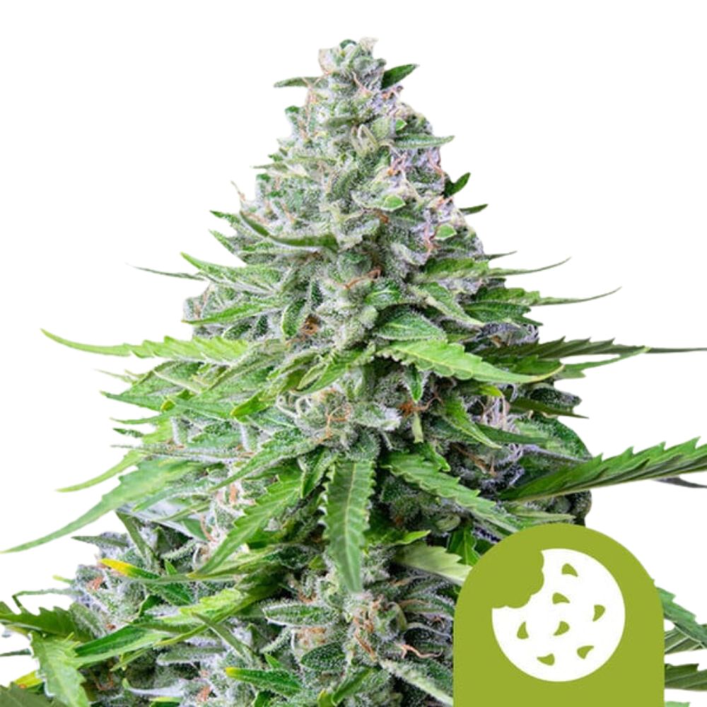 Royal Queen Seeds Samen Royal Cookies Auto (1 Samen)