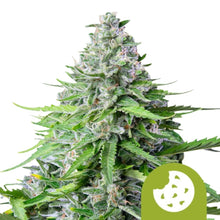 Royal Queen Seeds Samen Royal Cookies Auto (1 Samen)