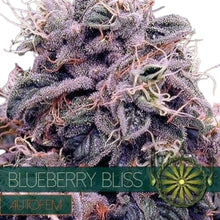 Hempodia Blueberry Bliss Autoflower - 3 Seeds