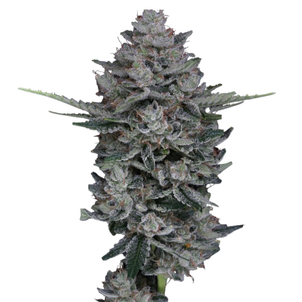 Pure Instinto Samen Autoflowering