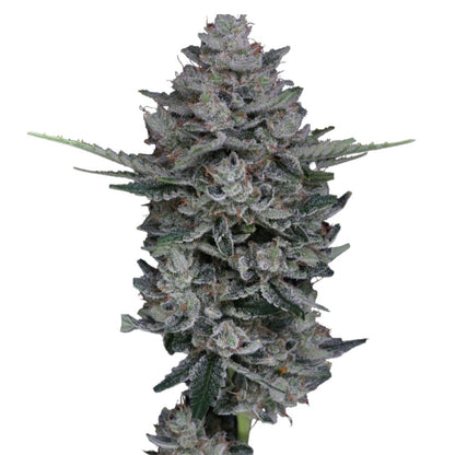 Pure Instinto Samen Autoflowering