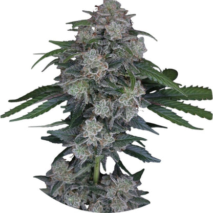 Pure Instinto Samen Autoflowering