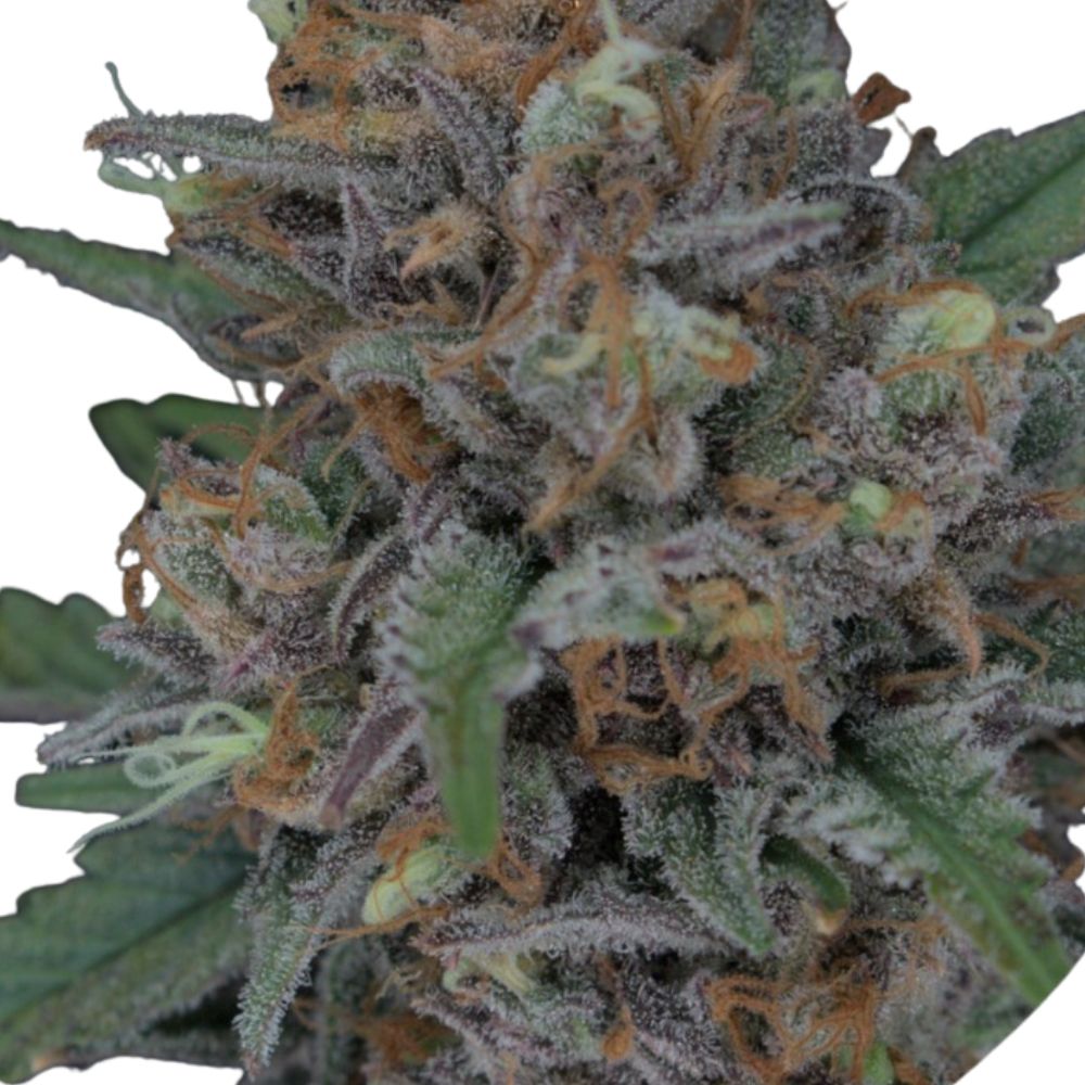 Pure Instinto Samen Autoflowering