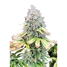 Pure Instinto Samen feminisiert Apple OG 25% THC 1 Samen