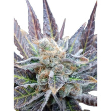 Pure Instinto Samen feminisiert Cherry Cookies 24% THC 1 Samen