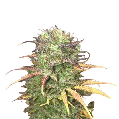 Pure Instinto Samen Autoflowering