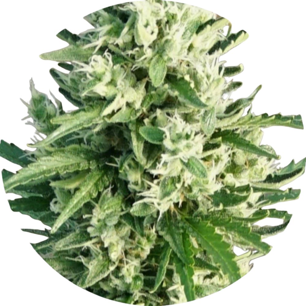 Pure Instinto Samen Autoflowering