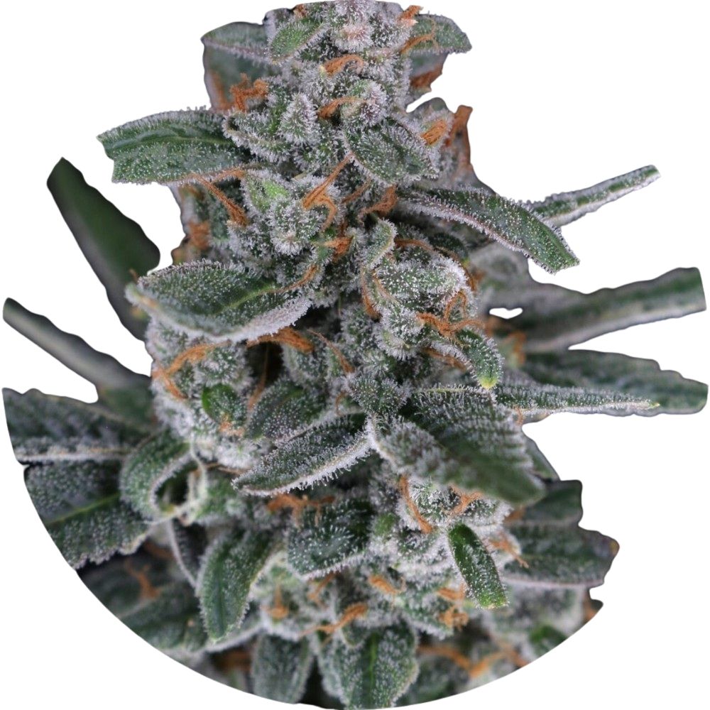 Pure Instinto Samen Autoflowering