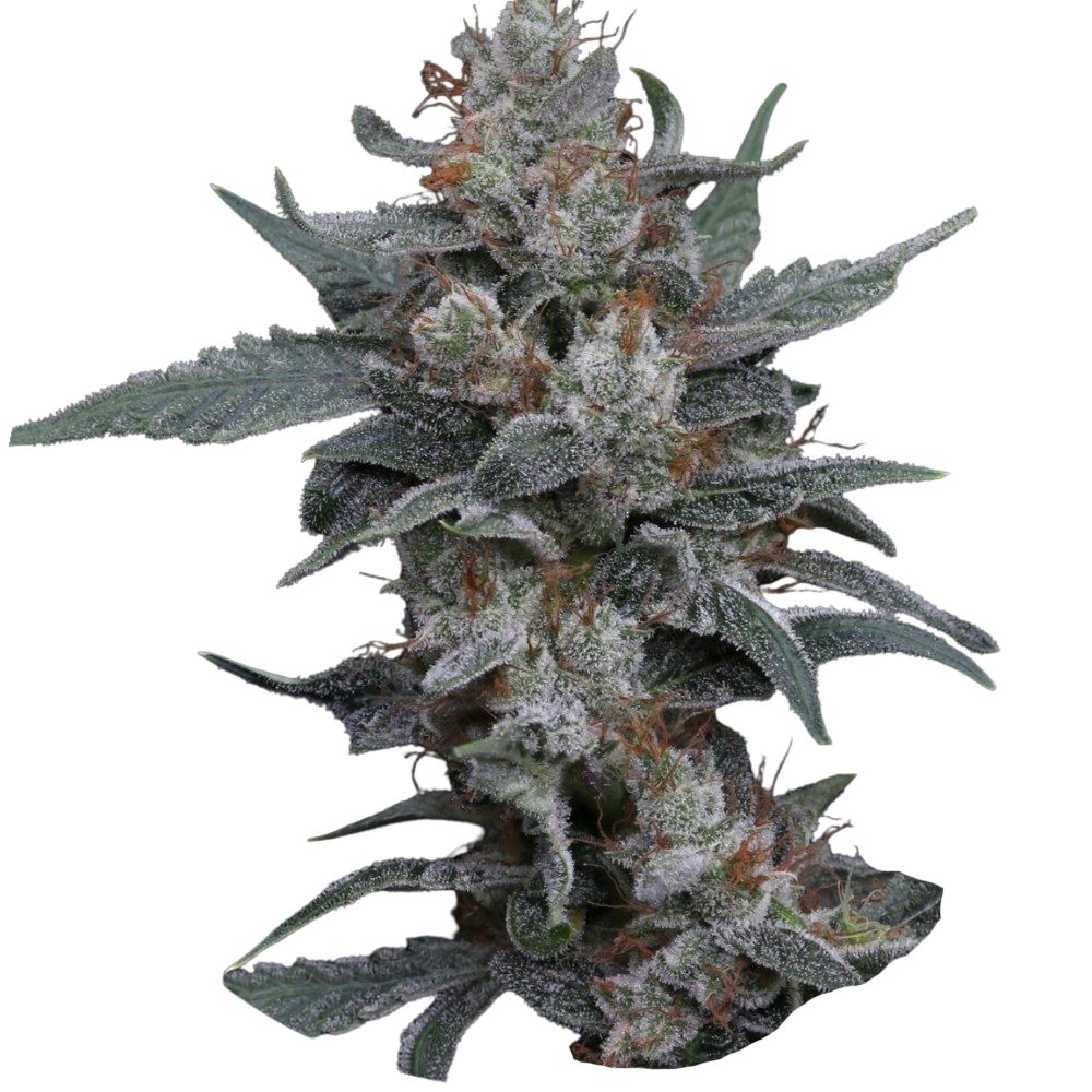 Pure Instinto Samen Autoflowering