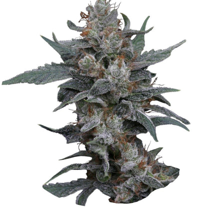 Pure Instinto Samen Autoflowering