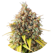 Pure Instinto Samen feminisiert Smoothie 23% THC 1 Samen