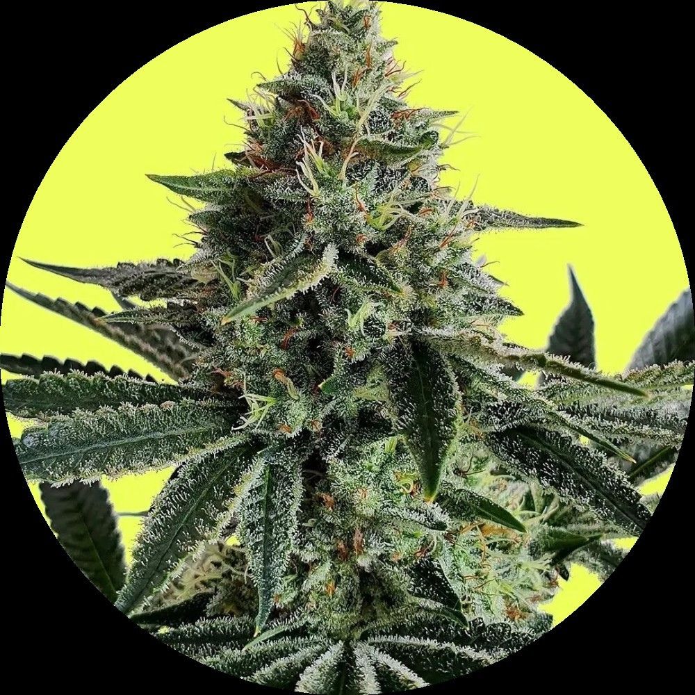 Pure Instinto Samen feminisiert Lemon Storm 25% THC 1 Samen