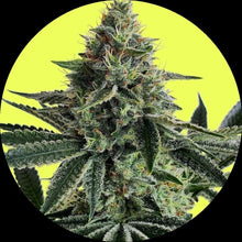 Pure Instinto Samen feminisiert Lemon Storm 25% THC 1 Samen