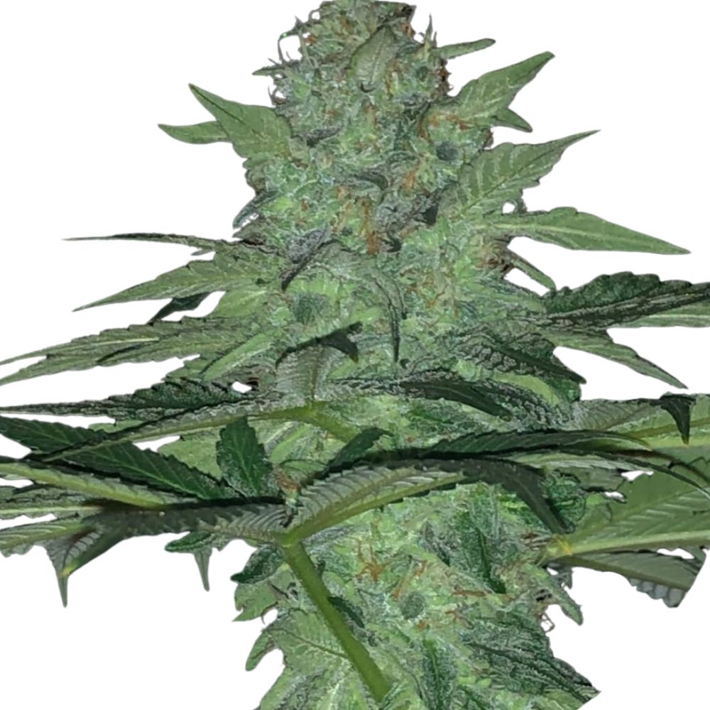 Pure Instinto Samen feminisiert Wedding Cake 32% THC 1 Samen