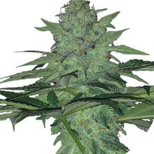 Pure Instinto Samen feminisiert Wedding Cake 32% THC 5 Samen + 2 Gratis