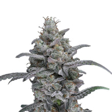 Pure Instinto Samen feminisiert Chimera Crasher 24% THC 1 Samen