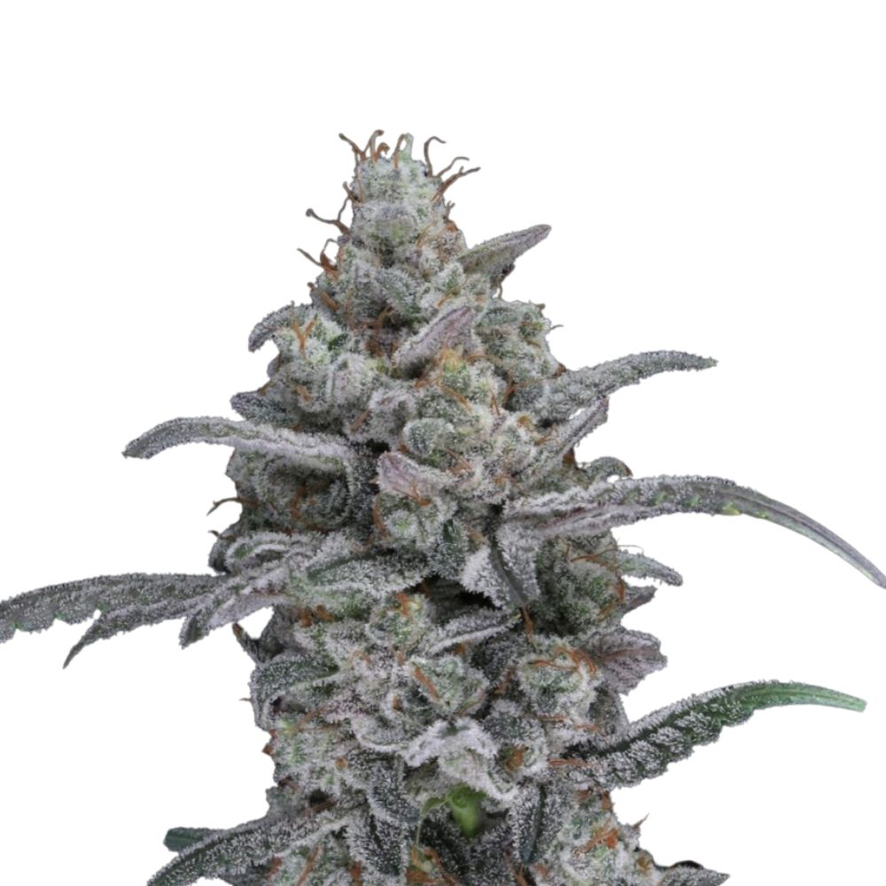 Pure Instinto Samen feminisiert Chimera Crasher 24% THC 3 Samen + 1 Gratis