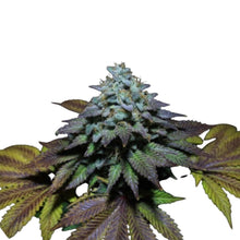 Pure Instinto Samen feminisiert Gorilla Cookies 25% THC 1 Samen
