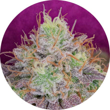 Pure Instinto Samen feminisiert Watermelon Zkittles 28% THC 5 Samen + 2 Gratis