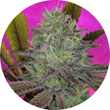 Pure Instinto Samen feminisiert Kings Banner 27% THC 1 Samen
