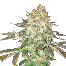 Pure Instinto Samen feminisiert Spooky OG 25% THC 1 Samen