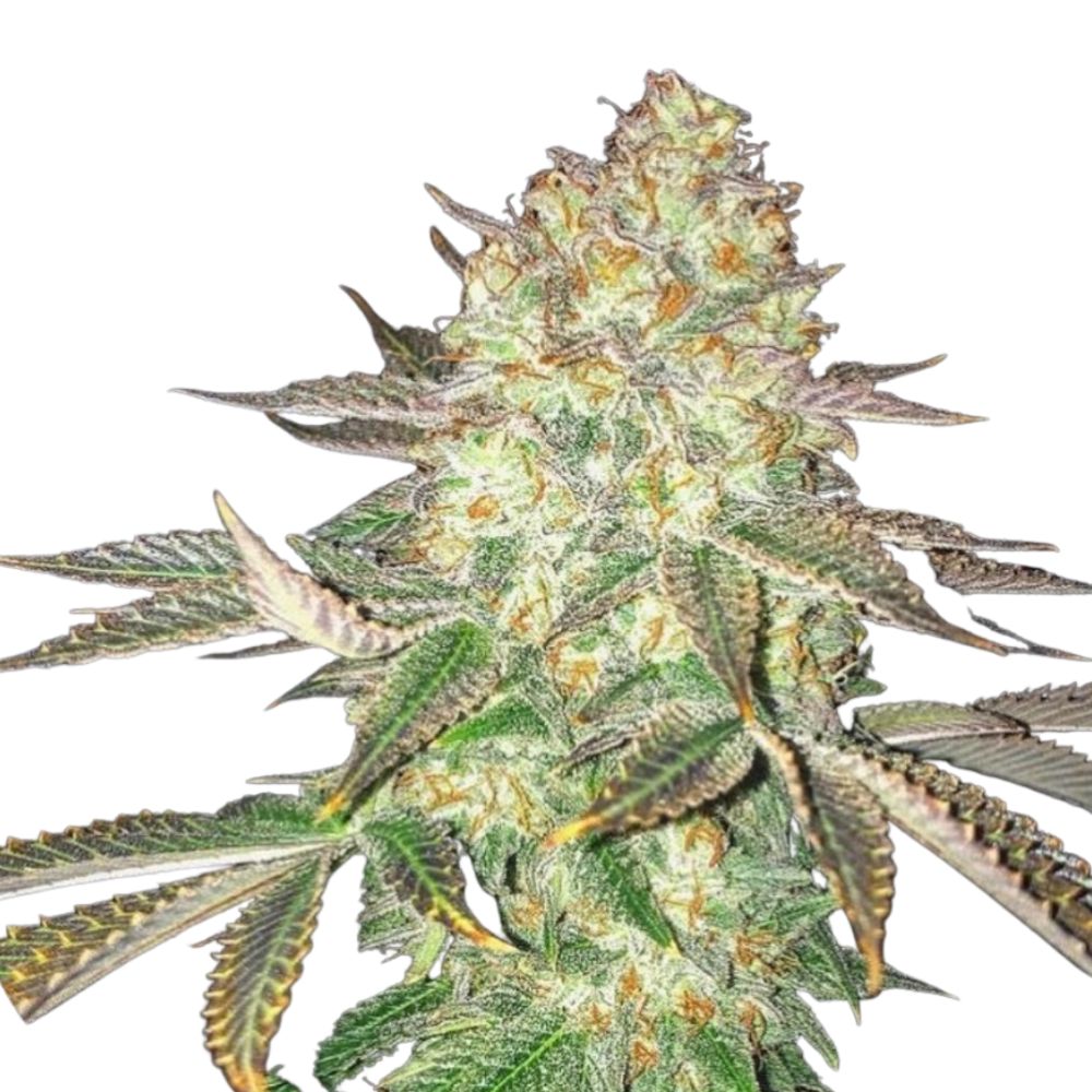 Pure Instinto Samen feminisiert Spooky OG 25% THC 3 Samen + 1 Gratis