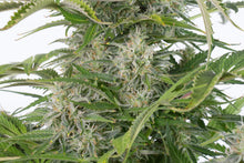 Hempodia Delhi Cheese Autoflowering - 3 Seeds