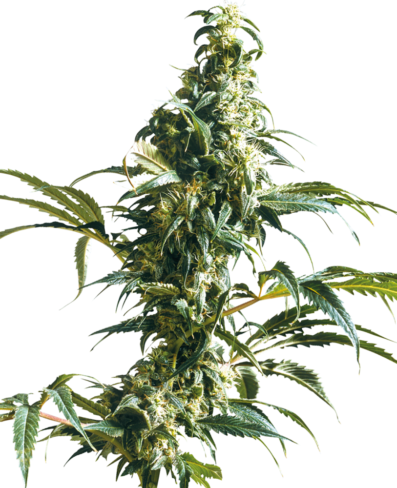 Sensi Seeds Hanfsamen Mexican Sativa® Feminisiert, 3 Stk