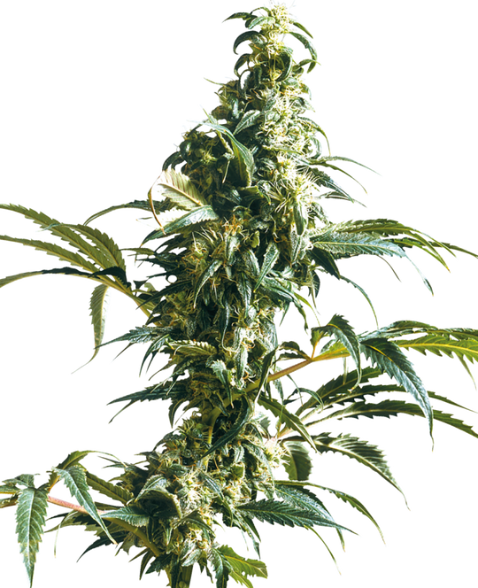 Sensi Seeds Hanfsamen Mexican Sativa® Feminisiert, 3 Stk