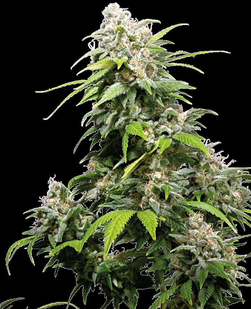 Sensi Seeds Hanfsamen California Indica® Feminisiert, 3 Stk