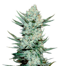 Fast Buds - Tangie'Matic Automatic (3seeds/pack)