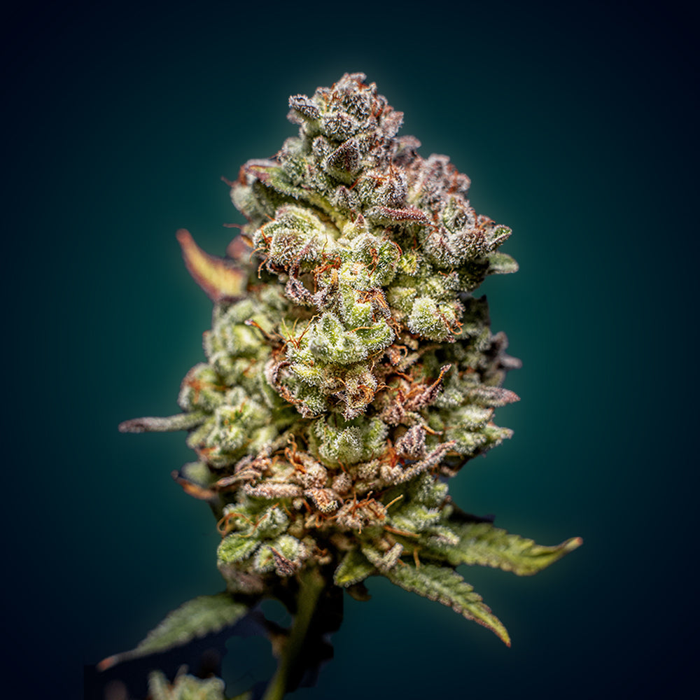 Cookies - Ultra Genetics - Feminized Cannabis Seeds