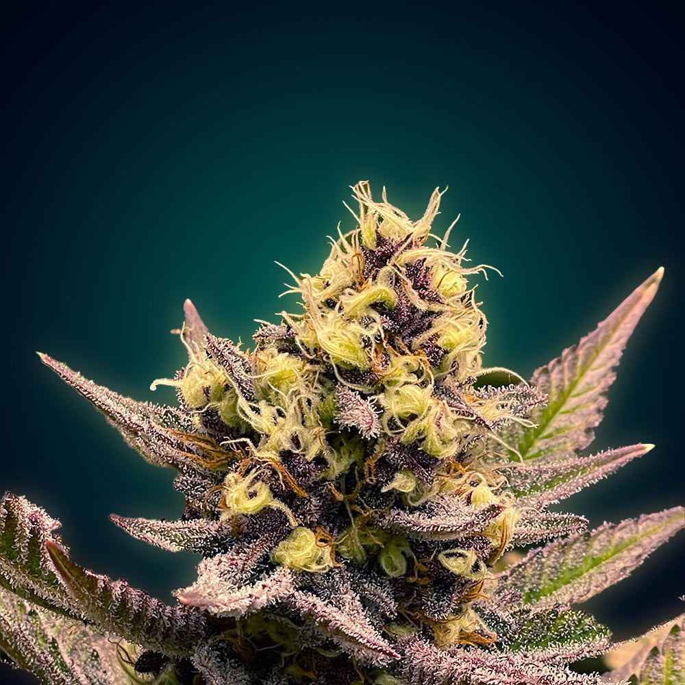 Califunk - Ultra Genetics - Feminized Cannabis Seeds