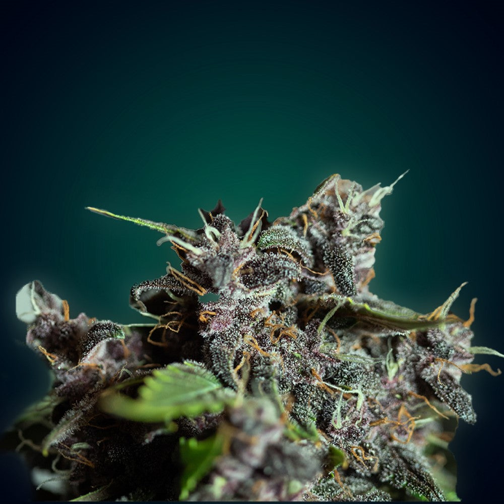 Purple Banana - Ultra Genetics - Feminized Cannabis Seeds