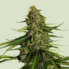 Royal Queen Seeds Samen Gaia F1 Auto (1 Samen)