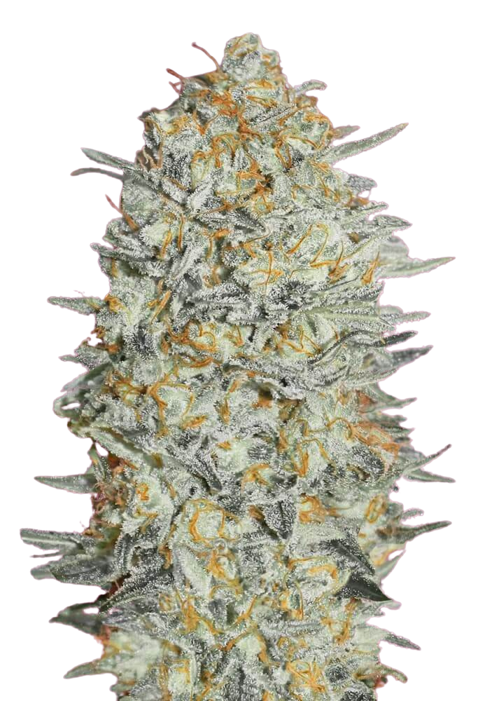 Gelato - Autoflowering - Feminized Cannabis Seeds