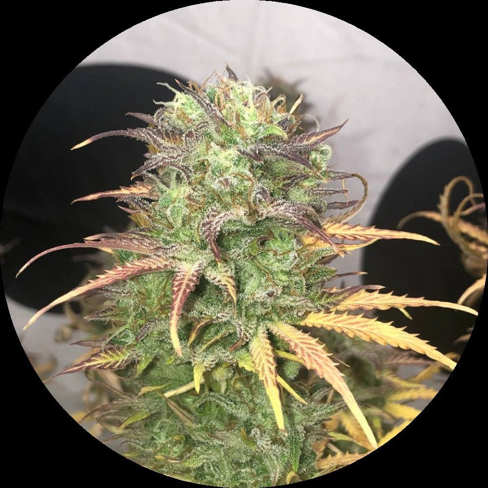 Pure Instinto Samen Autoflowering