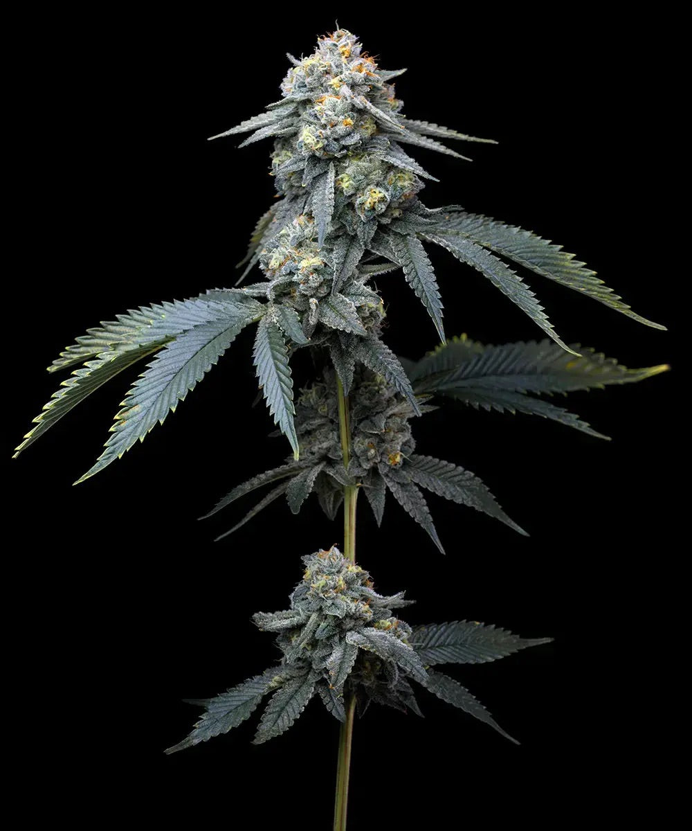 Barney's Farm Jealousy - 3 Seeds