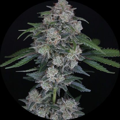 Pure Instinto Samen Autoflowering