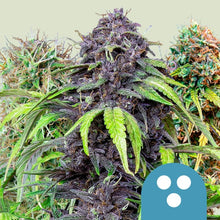 Royal Queen Seeds Samen CBD Medical Mix feminisiert (3 Samen)