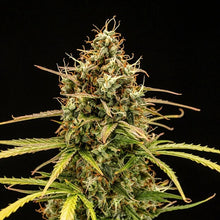 Royal Queen Seeds Milky Way F1 Auto (1 Samen)