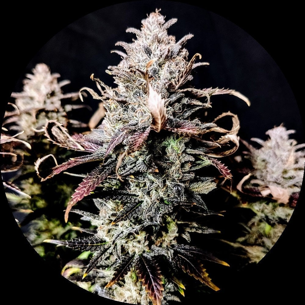 Pure Instinto Samen feminisiert Mimosa 27% THC 1 Samen