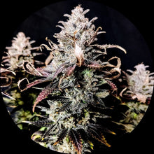 Pure Instinto Samen feminisiert Mimosa 27% THC 1 Samen
